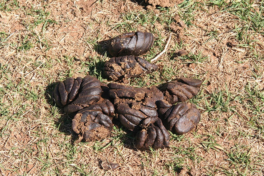 manure3.jpg