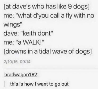 many dogs.jpg