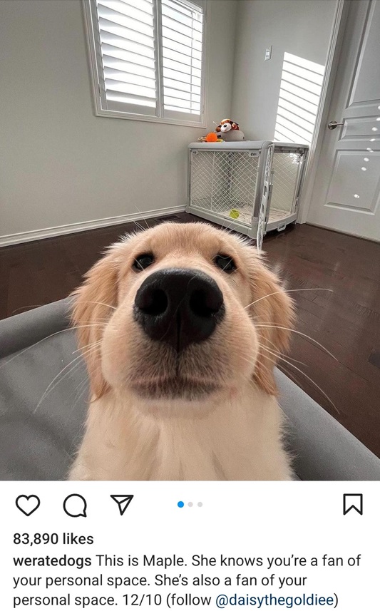 maple dog.jpg