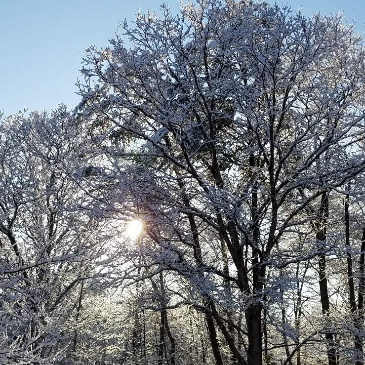 March Snow_1.jpg