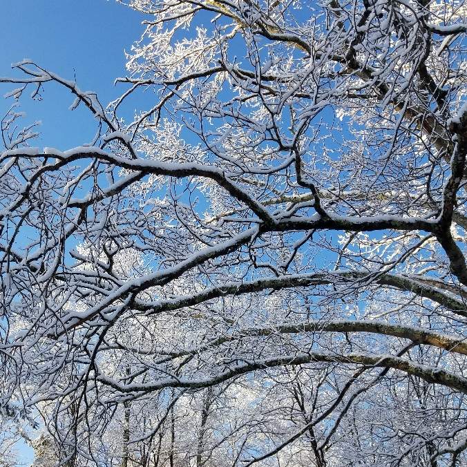 March Snow_2.jpg