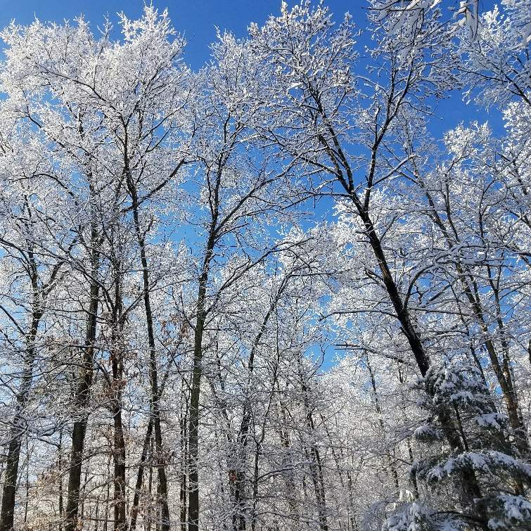 March Snow_3.jpg