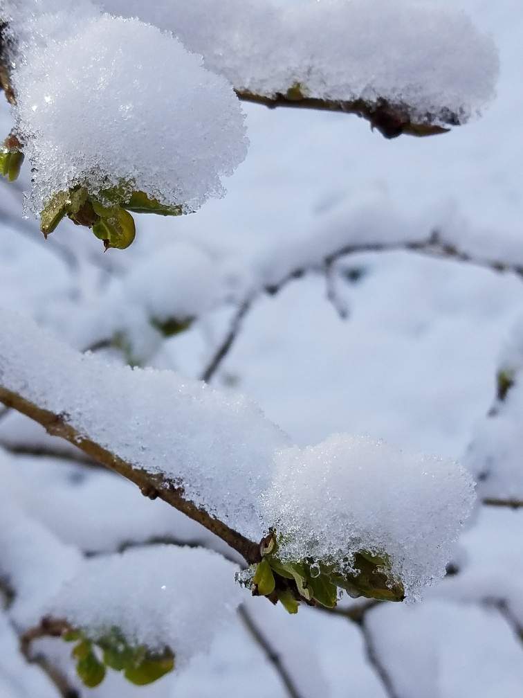 March Snow_Lilac.jpg