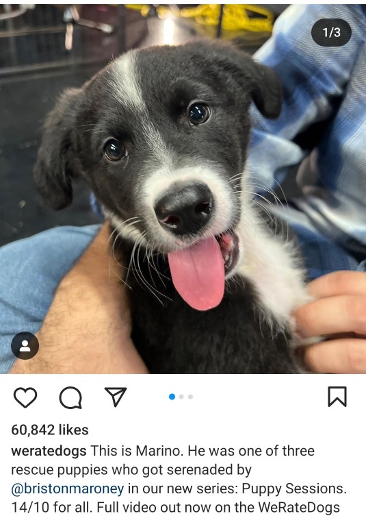 marino dog.jpg