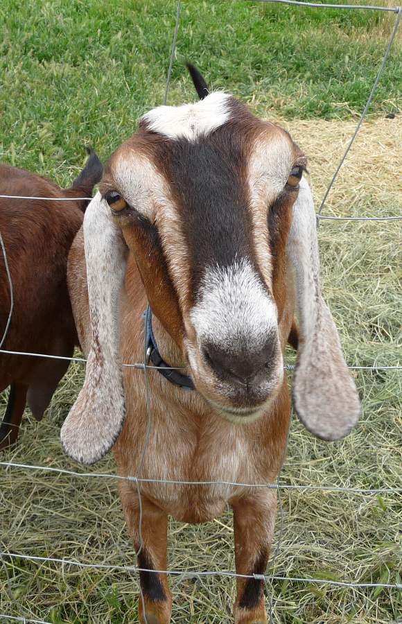 MarleesGoats_2.jpg