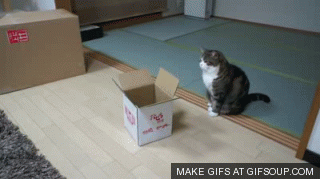 maru-cat-box-o.gif