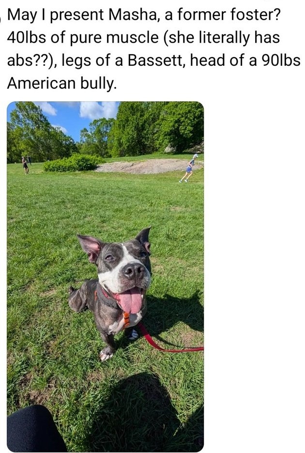 masha dog.jpg