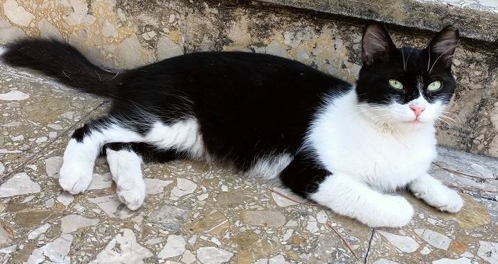 masked cat.jpg
