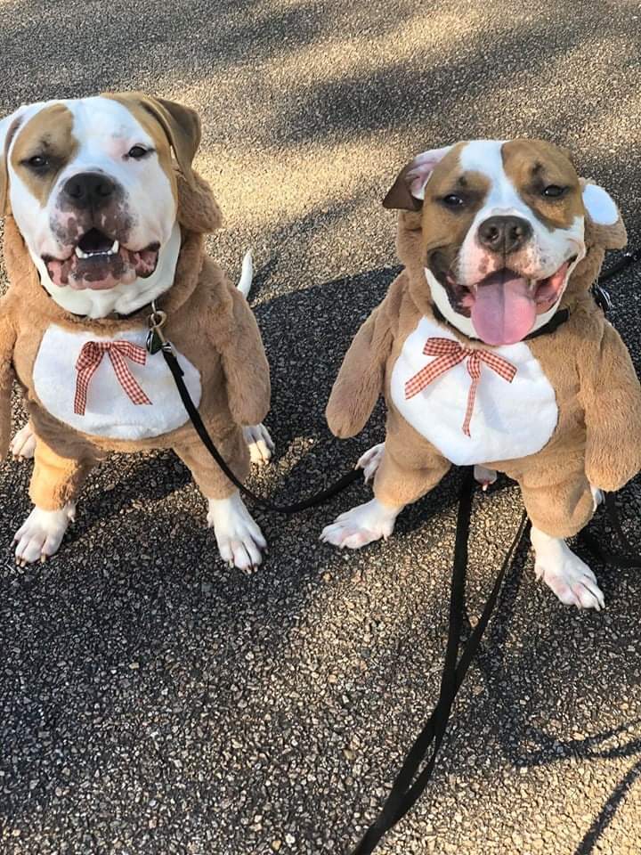 matching pups.jpg