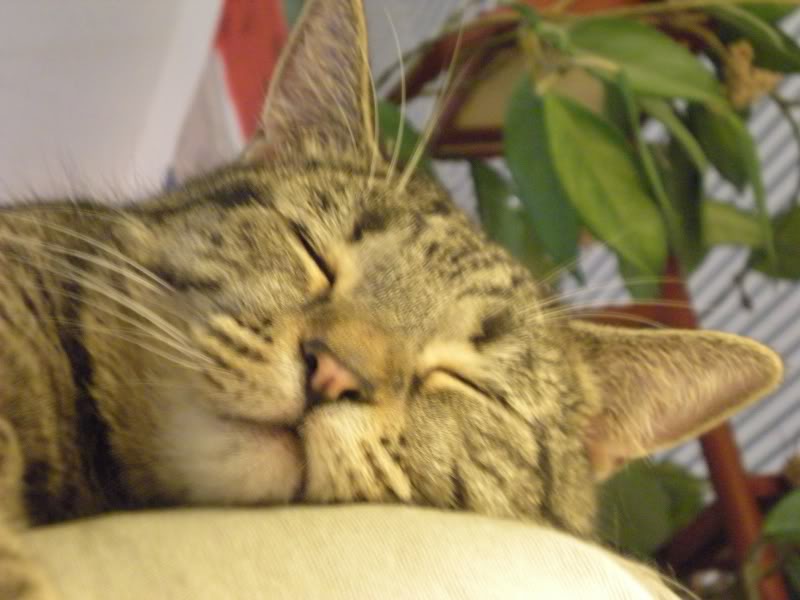 mau1.jpg