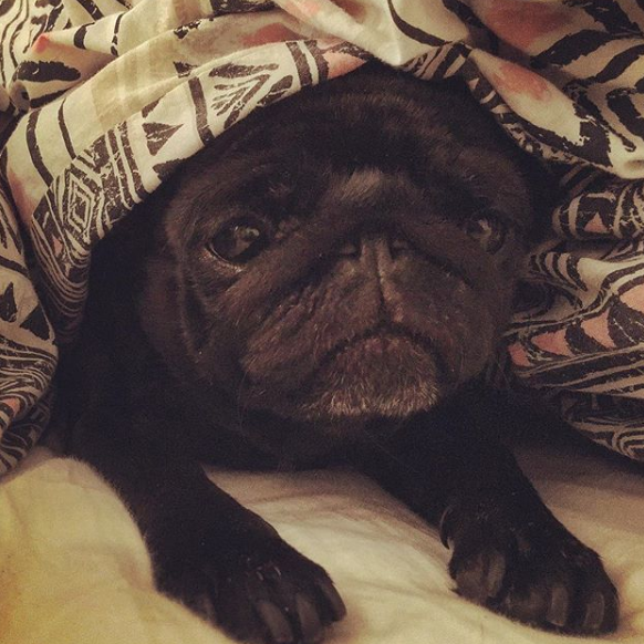 Maude in bed.PNG