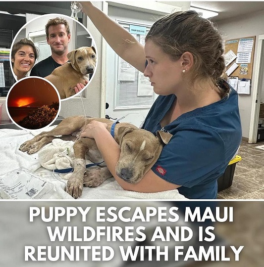 maui dog.jpg