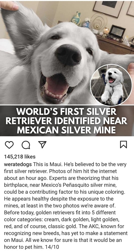 maui dog.jpg