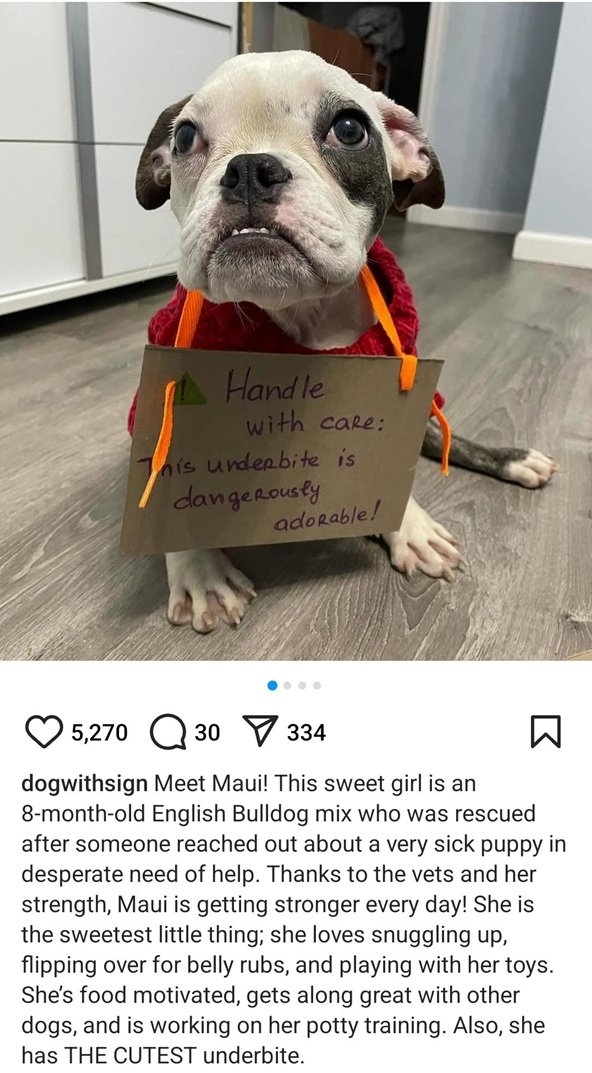 maui dog.jpg