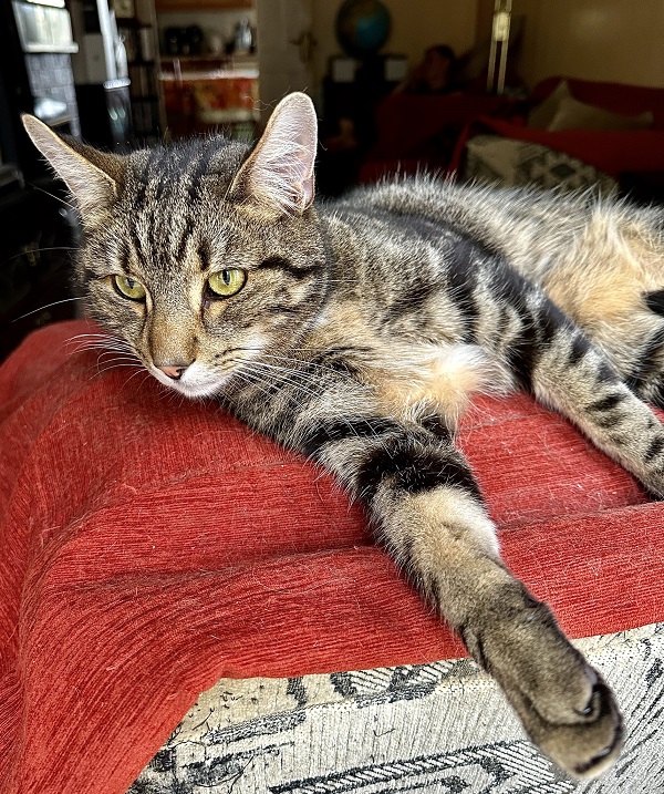 max cat.jpg