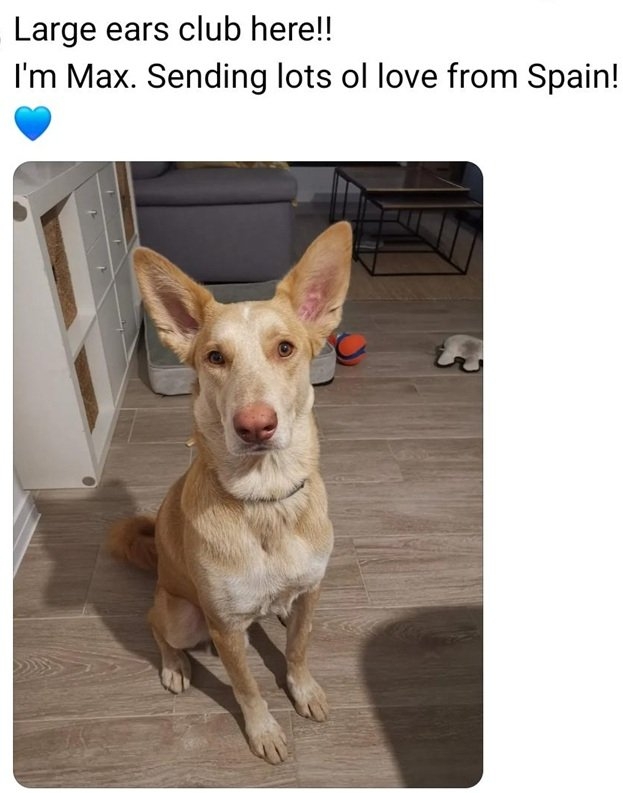max dog.jpg