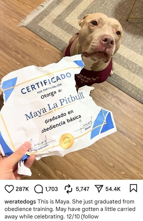 maya dog.jpg