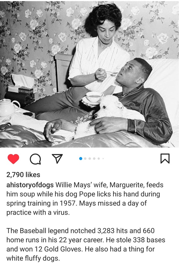 Mays dog.jpg