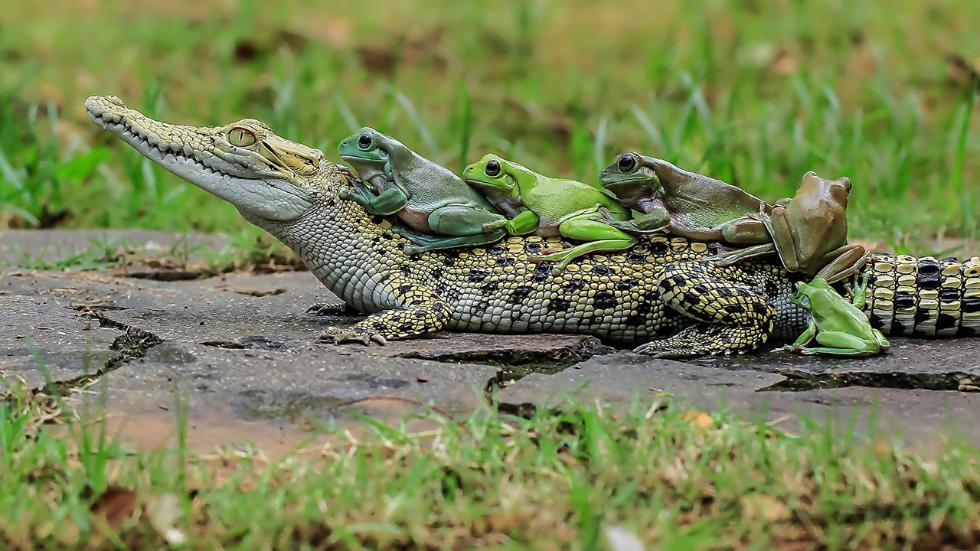 mdrum_frog_conga-10.jpg