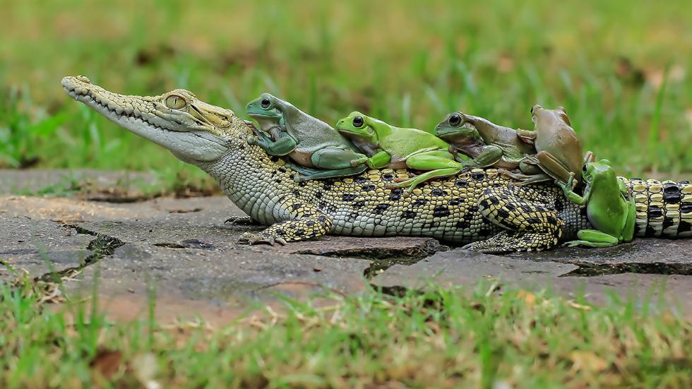 mdrum_frog_conga-11.jpg