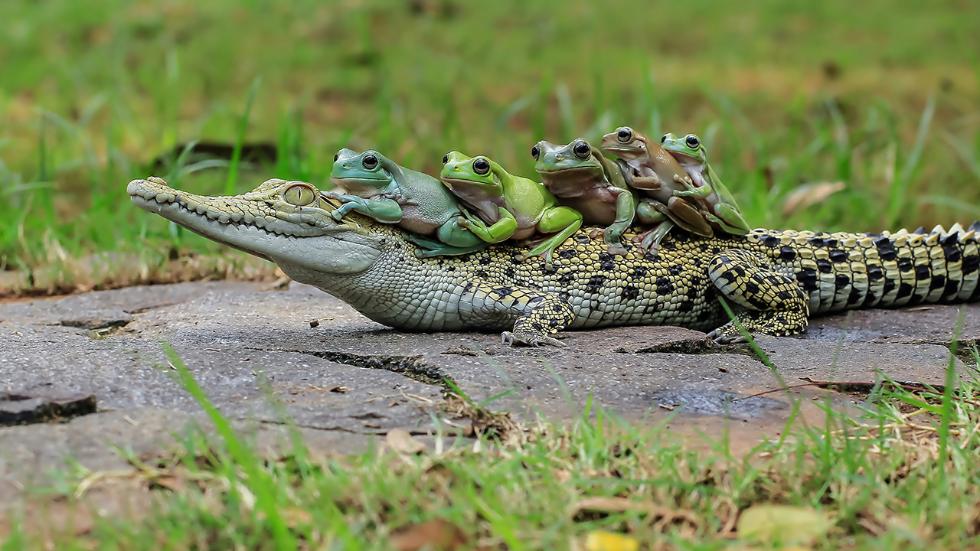 mdrum_frog_conga-16.jpg