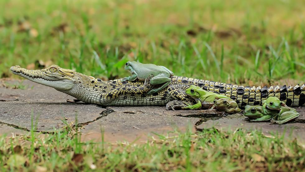 mdrum_frog_conga-4.jpg
