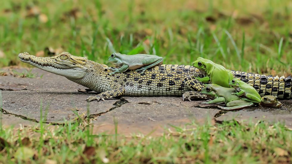mdrum_frog_conga-5_0.jpg