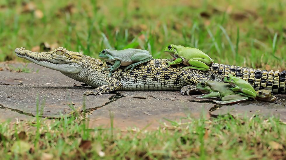 mdrum_frog_conga-6.jpg