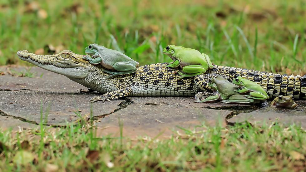 mdrum_frog_conga-7.jpg