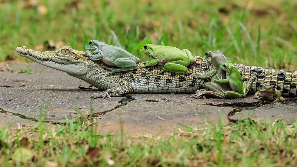 mdrum_frog_conga-8.jpg