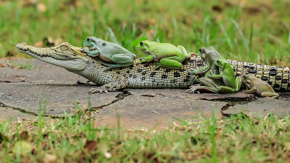 mdrum_frog_conga-9.jpg