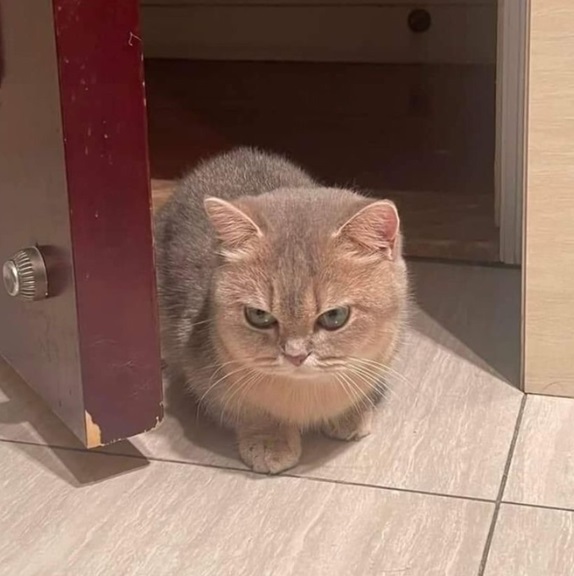 mean cat door.jpg