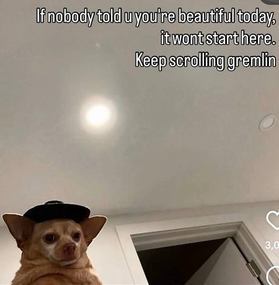 mean dog.jpg