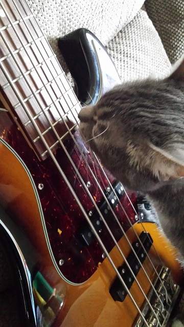 meat licking strings.jpg