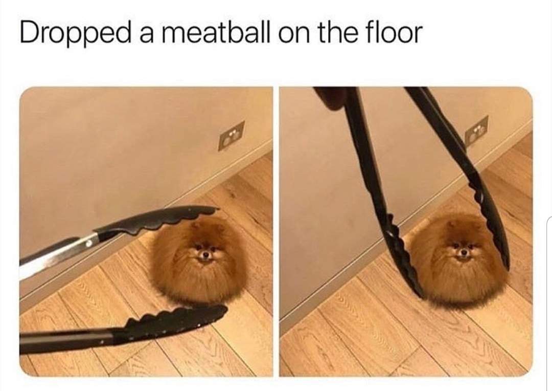 meatball dog.jpg