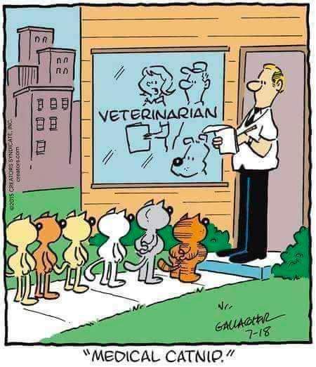 medical catnip.jpg