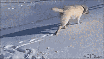 MediocreShockedDunnart-size_restricted.gif