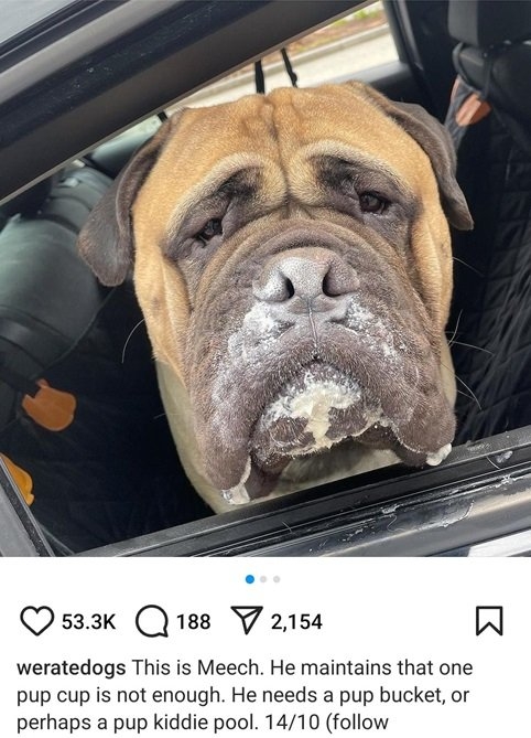 meech dog.jpg
