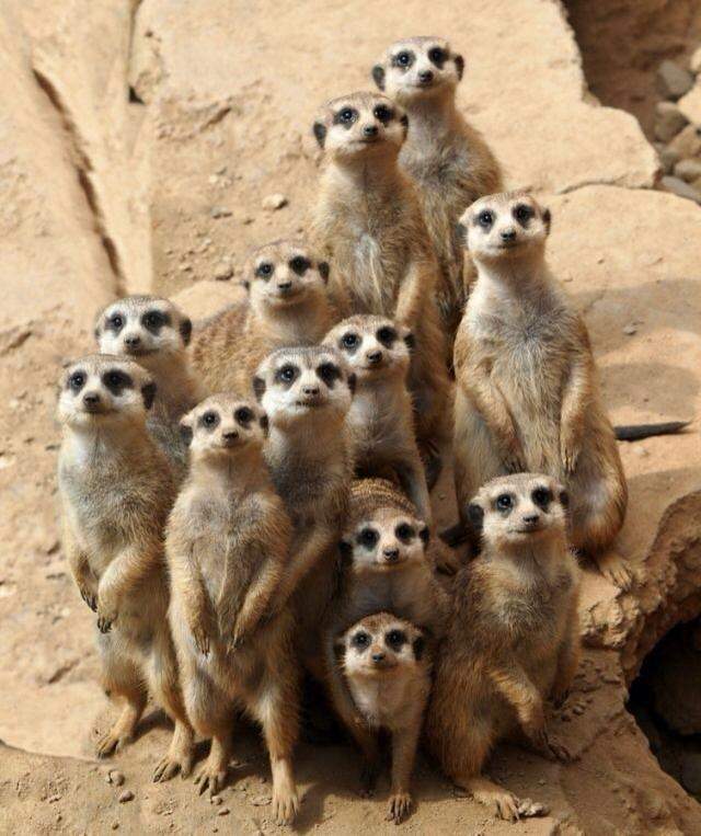 meerkats.jpg