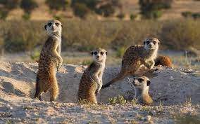 meerkats.jpg
