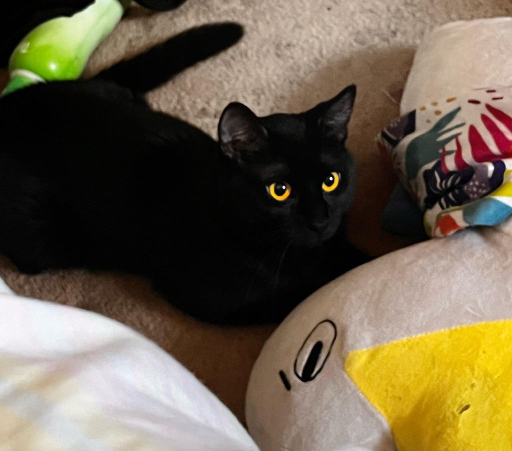 Meet Mothman.jpg