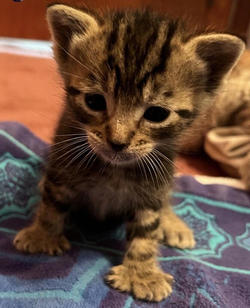 megatoe kitten.jpg