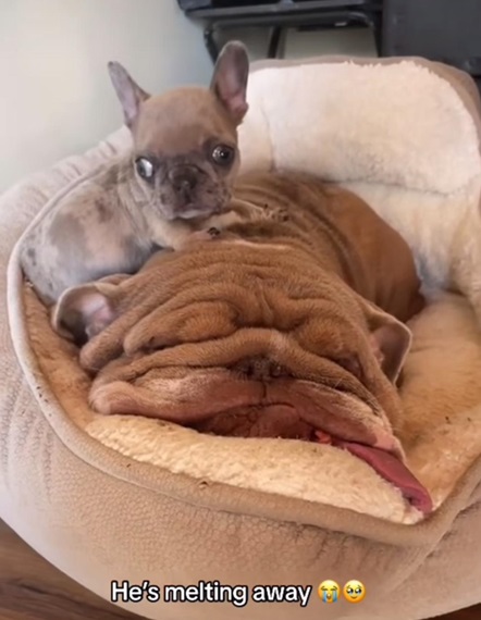 melt dog.jpg