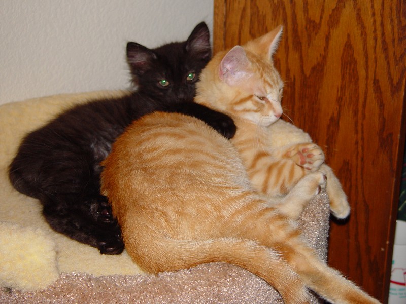 meow.jpg