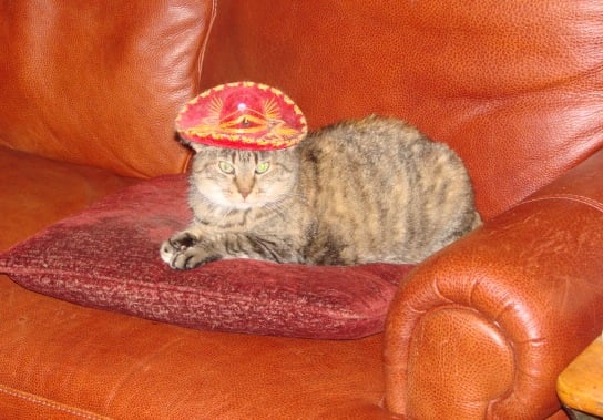 Mexican Gypsy cropped.jpg