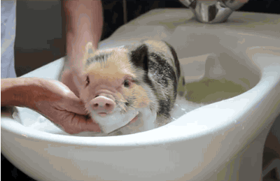 mgZnOOj.gif