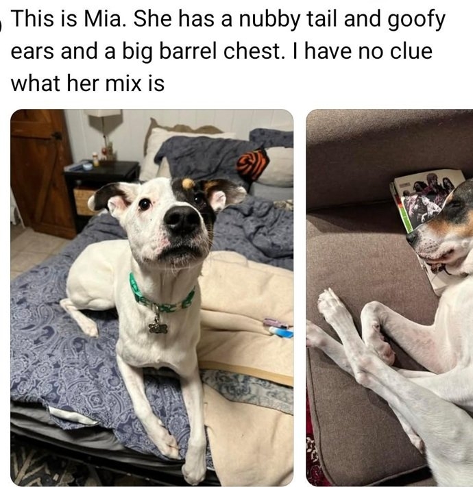mia dog.jpg