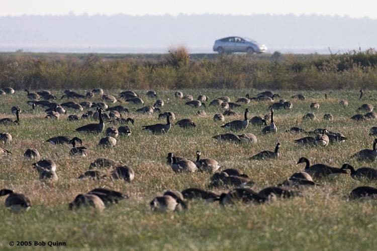 migrate_geese_land.jpg