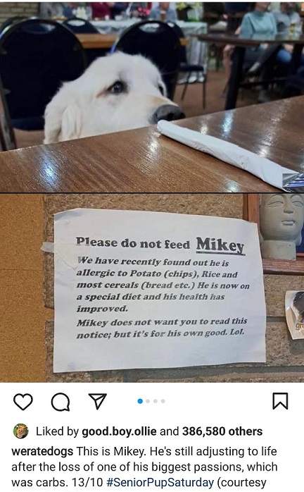 mikey dog.jpg