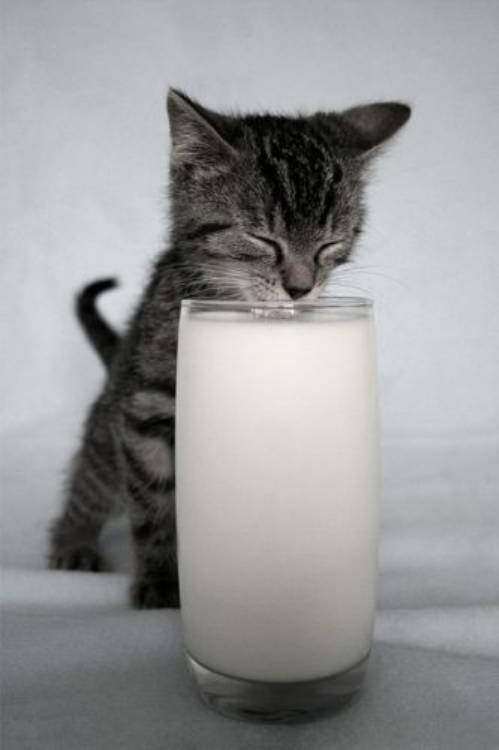 milk.jpg
